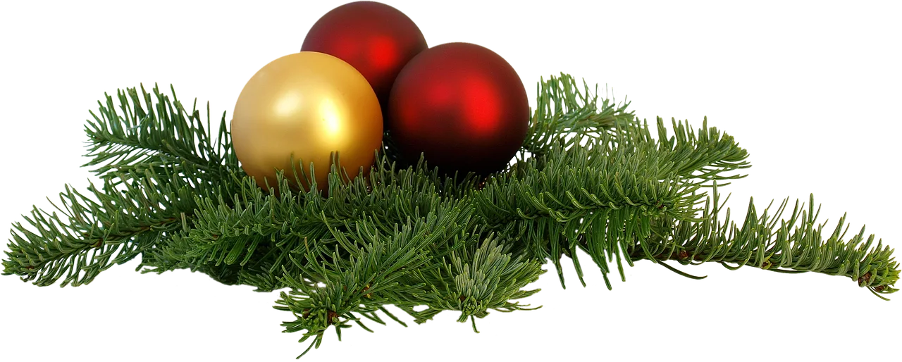 isolated, christmas branch, fixed, end of the year, christmas branch, christmas branch, christmas branch, christmas branch, christmas branch